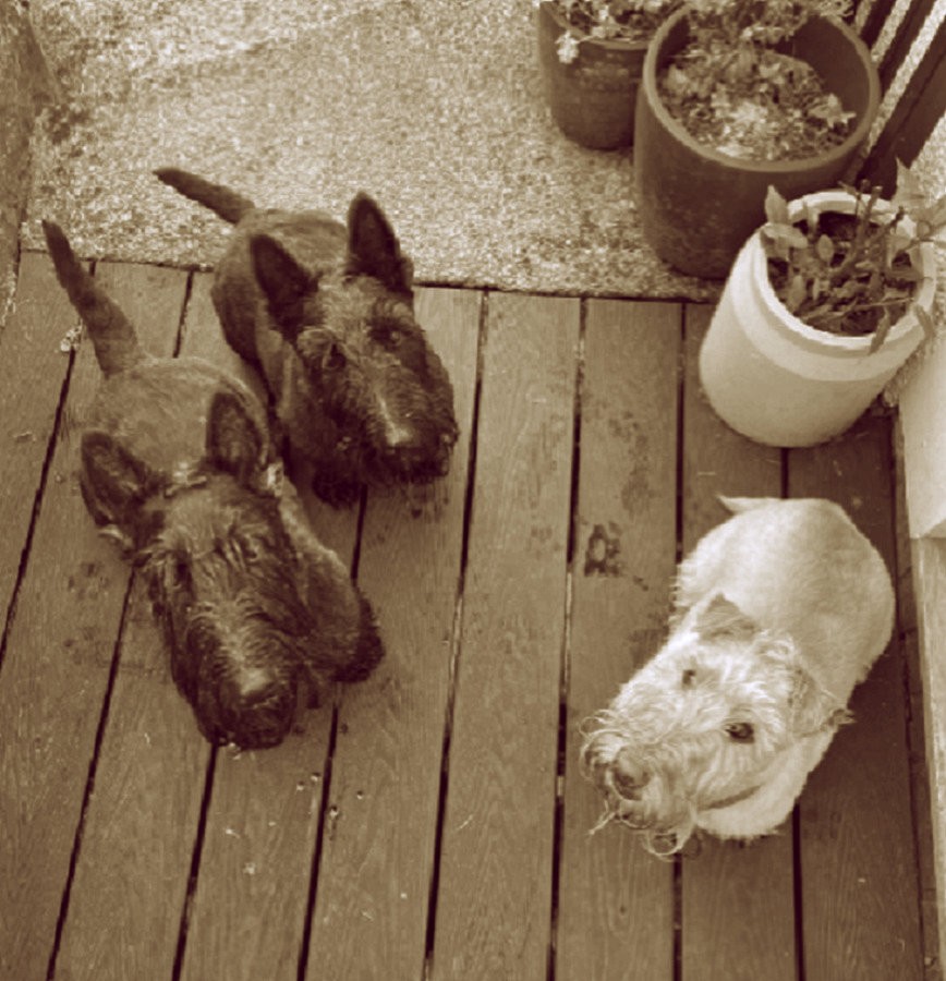 Archie, Angus and Flora
